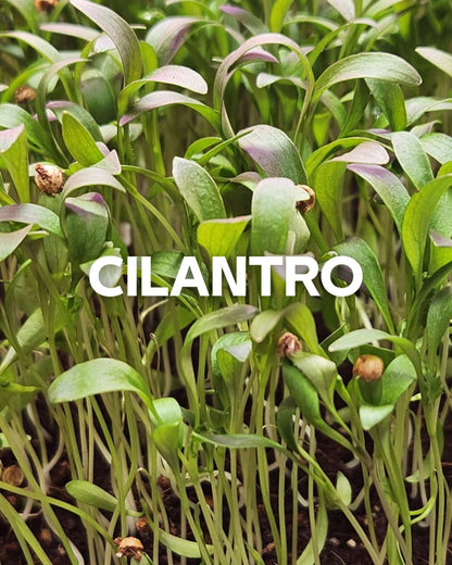 Cilantro, 1oz Box (Box)