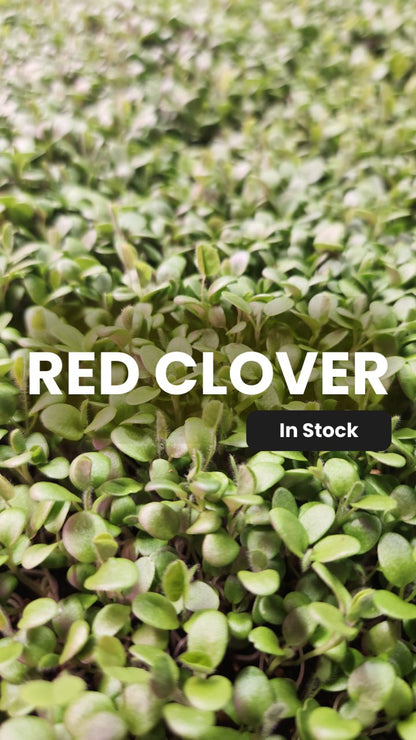 Red Clover