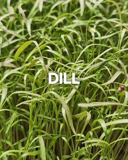 Dill, 1oz Box