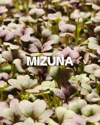 Mizuna 1.5oz Clamshell
