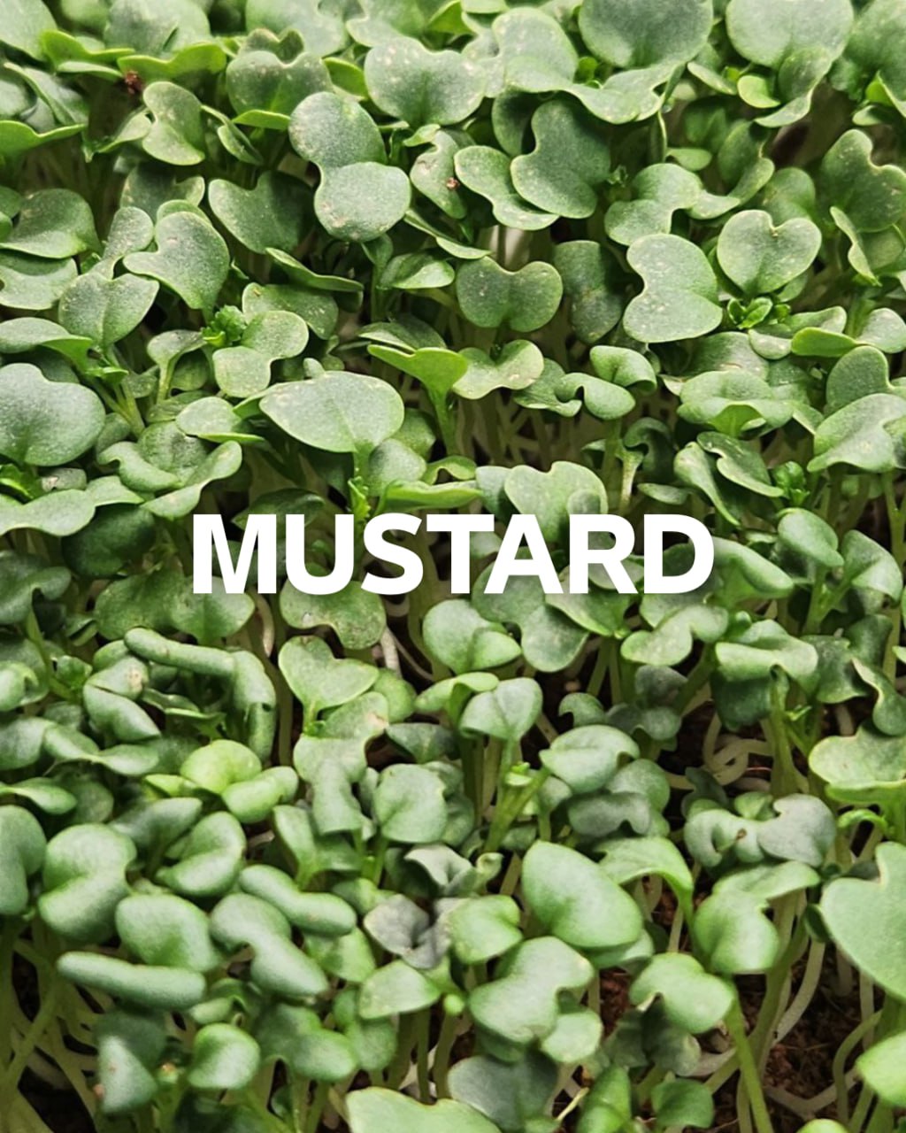 Mustard, 1.5oz Box (Box)