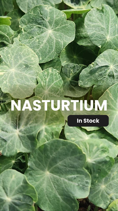 Nasturtium Microgreens