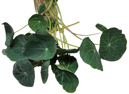 Nasturtium Microgreens