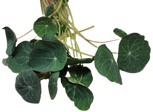 Nasturtium Microgreens 1oz Box