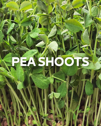 Pea Shoots, 3.5oz Box (Box)