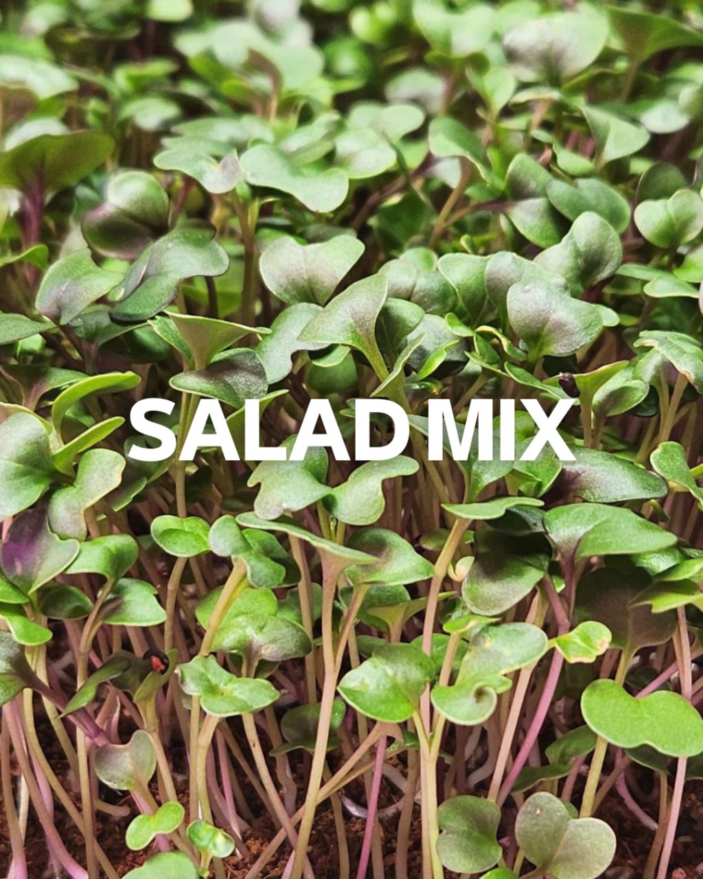 Salad Mix Microgreens, 1.5oz Clamshell