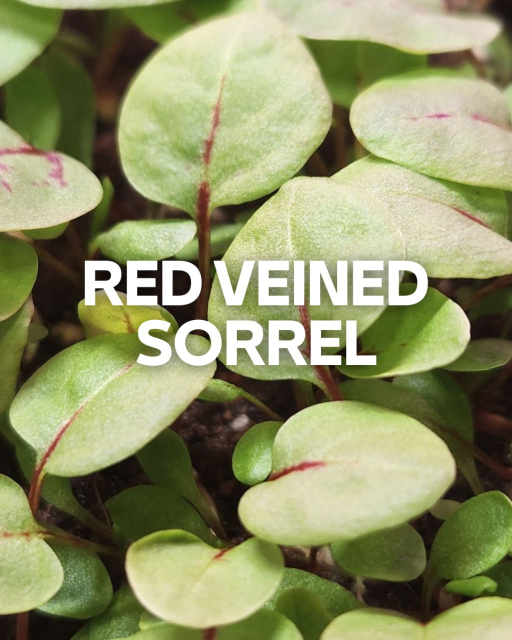 Red Veined Sorrel 0.4oz Clamshell