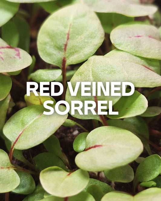 Red Veined Sorrel 0.4oz Clamshell
