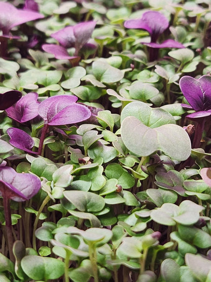 Superfood Mix 1.5oz Clamshell