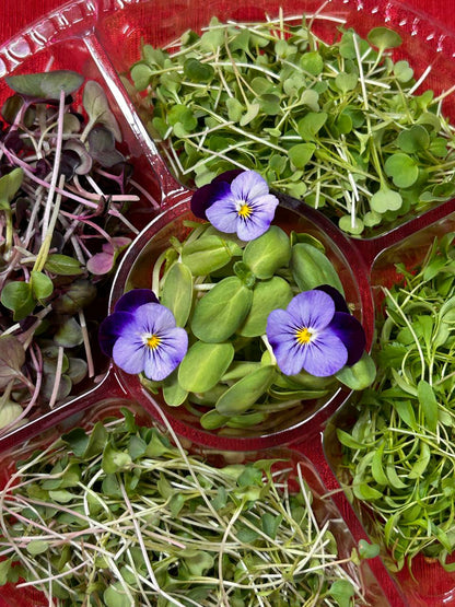 Green Carousel – Seasonal Microgreens Selection