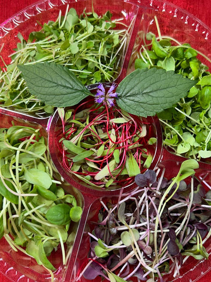 Green Carousel – Seasonal Microgreens Selection