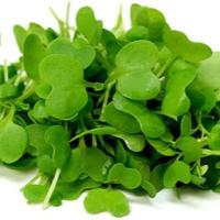 Mustard, 1.5oz Box (Box)